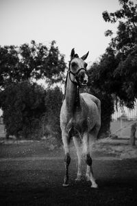 Horse standing in ranch