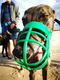 Greyhound snout in muzzle