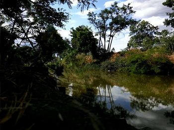 Reflection of trees in water