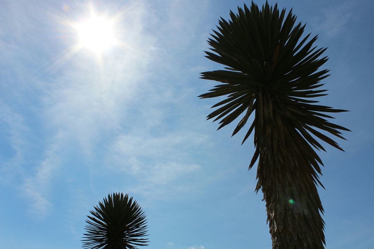 low angle view, sky, sun, growth, tree, sunlight, nature, blue, palm tree, beauty in nature, outdoors, no people, cloud - sky, silhouette, scenics, day, sunbeam