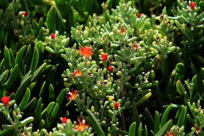 Close-up of red flowering plant