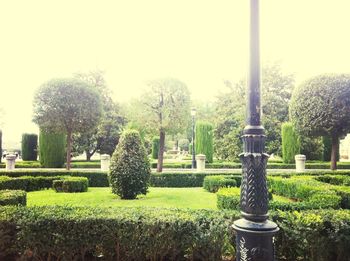 Trees growing in park