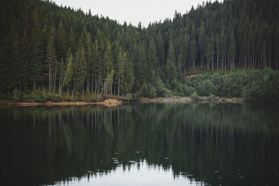 Scenic view of lake by trees in forest