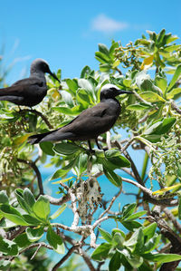 Low angle view of birds perching on tree against sky