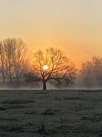 Bare trees on field against sky during sunset