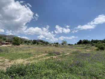 Scenic view of field against sky