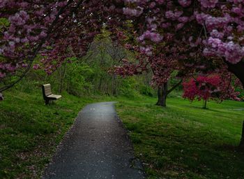 View of cherry blossom trees in park