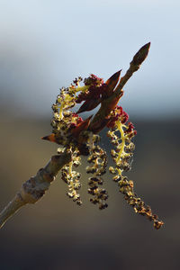 macro photography