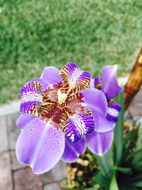 Close-up of purple flower