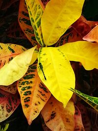 Close-up of leaf