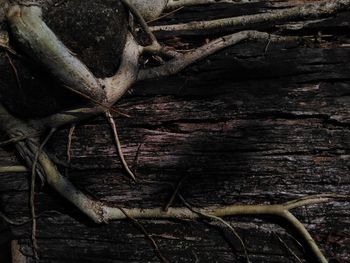 Full frame shot of tree trunk in forest