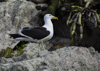 Seagull perching on rock