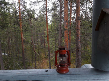 Plants on table by trees in forest