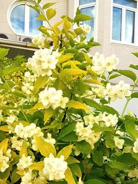 Close-up of yellow flowers blooming by window