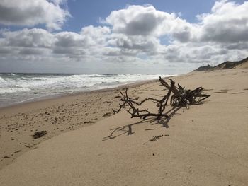 Driftwood on beach against sky