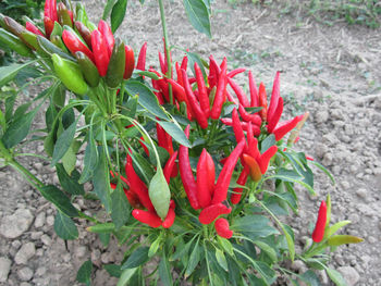 Close-up of red flowers