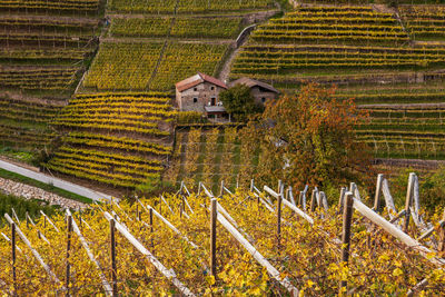 Autumn view of vineyard with homestead 