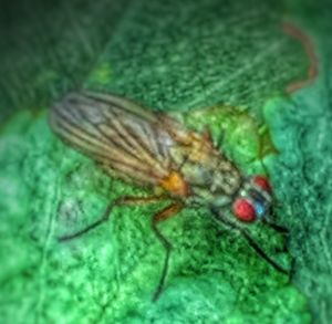 Close-up of insect on leaf