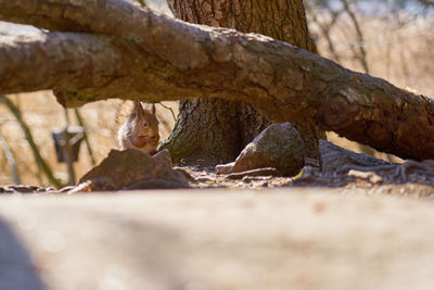 View of lizard on tree trunk