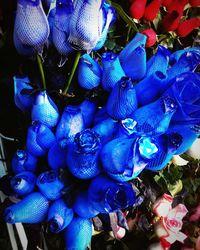 Close-up of blue flowers