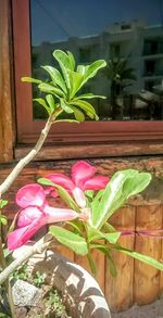 Close-up of pink flowers