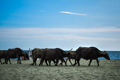 Horses in the sea