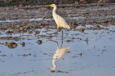 View of a bird on beach