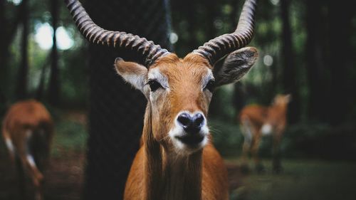 Deer looking away in forest