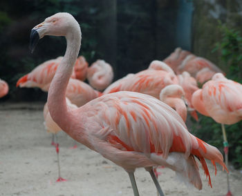 Close-up of flamingos