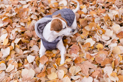 Low section of person with dog in autumn leaves