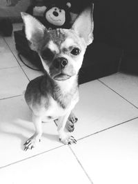 Portrait of dog standing on tiled floor at home