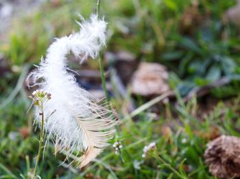 Close-up of feather on plant