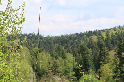 Scenic view of forest against sky