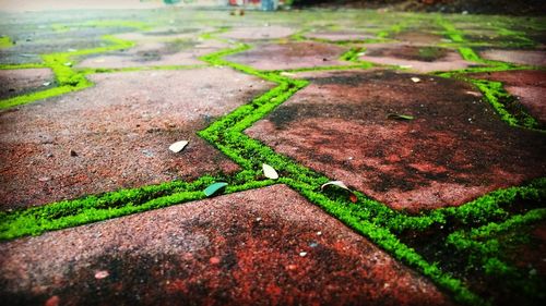 High angle view of grass