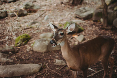 Deer standing on field