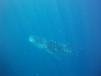 View of fish swimming underwater