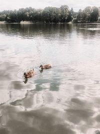Ducks swimming in lake