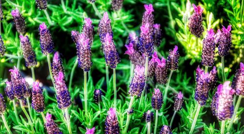 Close-up of purple flowering plants on field