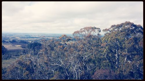 Trees against cloudy sky