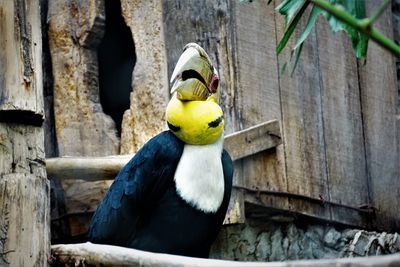 Close-up of hornbill perching on wood