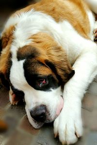 Close-up of dog sleeping