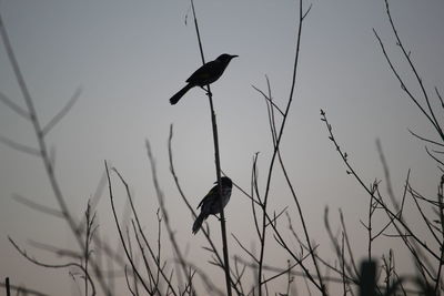 Low angle view of bird perching on bare tree against clear sky