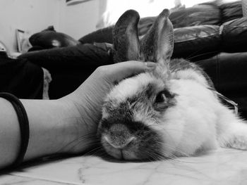 Cropped hand petting rabbit lying on floor at home