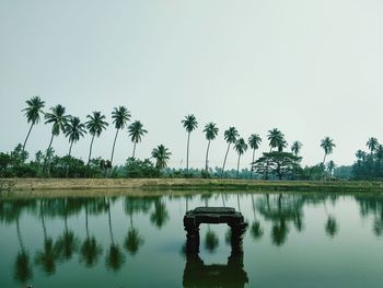 Scenic view of palm trees by lake against sky