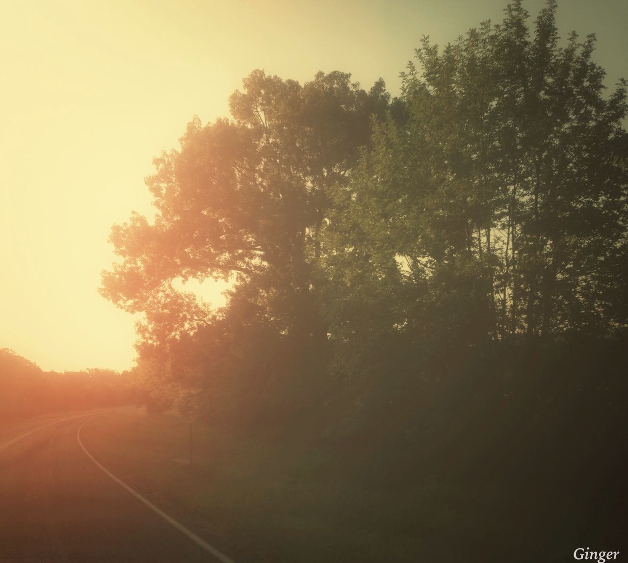 tree, transportation, road, the way forward, tranquility, road marking, country road, diminishing perspective, tranquil scene, nature, empty road, vanishing point, sunset, sky, street, beauty in nature, scenics, sunlight, growth, landscape