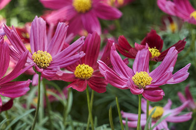 Cosmos bipinnatus flower in the garden