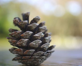 Close-up of pine cone on table during autumn