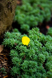 Close-up of flowers growing in field