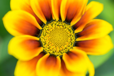 Close-up of yellow flower