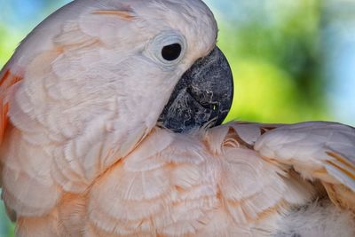 Close-up of parrot